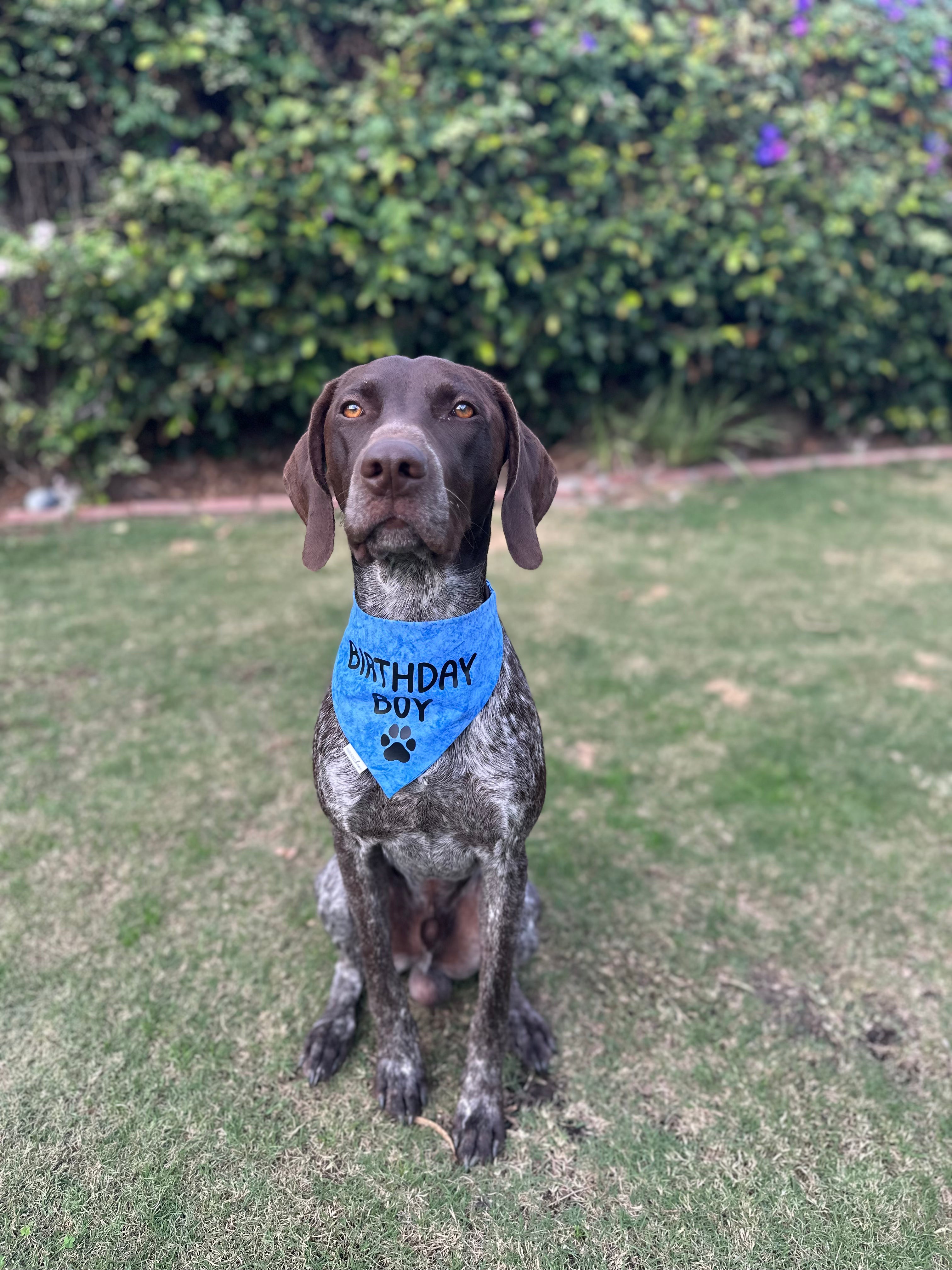 Pet Birthday Scrunch Bandana thumbnail 3